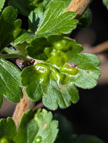 iNaturalist observation photo of Ribesia