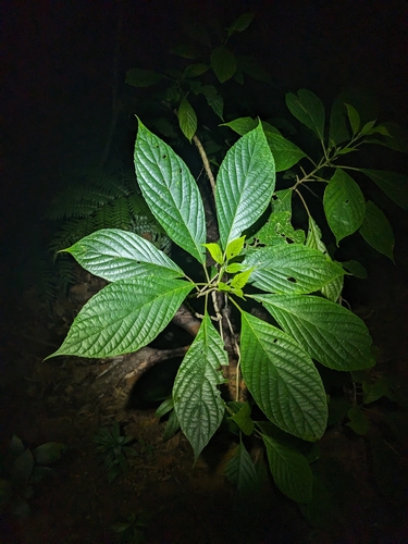 Native Hydrangea (Abrophyllum ornans)