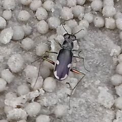 Hypaetha biramosa