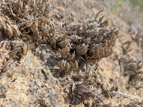 iNaturalist observation photo of Bigelow's Spikemoss