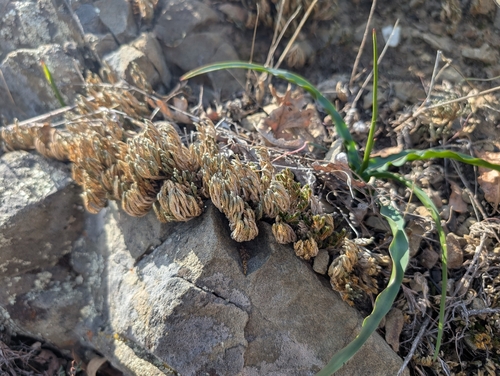 iNaturalist observation photo of Bigelow's Spikemoss