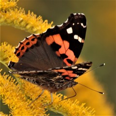 Vanessa indica indica