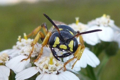 Cerceris arenaria nuotrauka