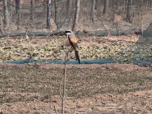 Long-tailed Shrike