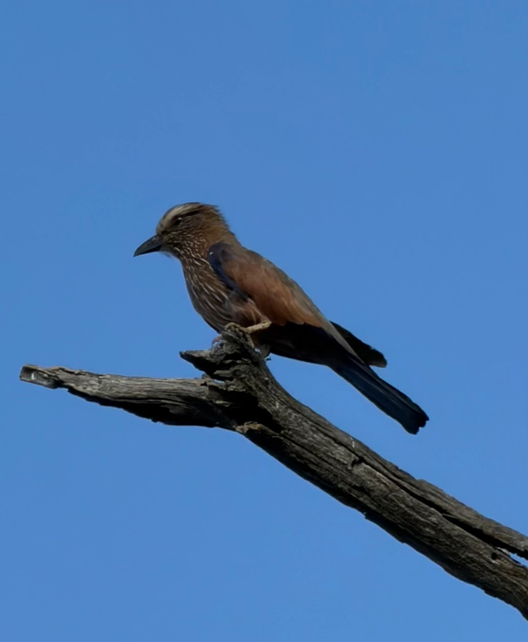 Purple Roller (Coracias naevius), photo 3