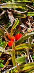 Astelia linearis