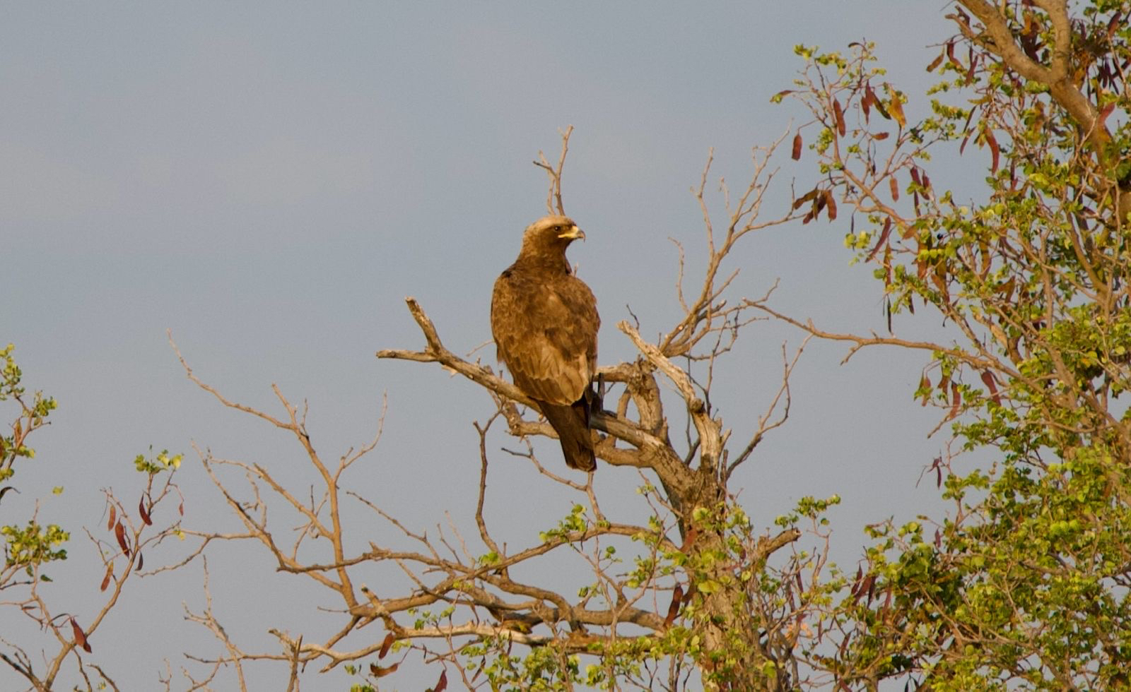 Wahlberg's Eagle (Hieraaetus wahlbergi), photo 6