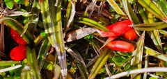 Astelia linearis