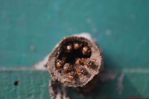 Pectoral Robust-Stingless bee