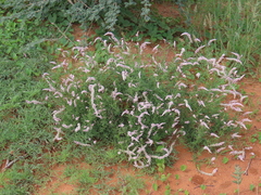 Hermbstaedtia odorata, photograph author not stated, no rights reserved