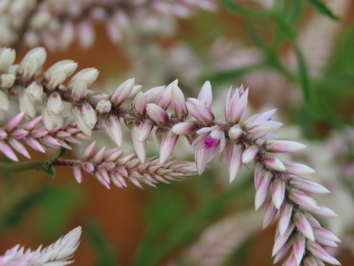 Hermbstaedtia odorata, photograph 6