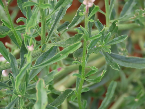Hermbstaedtia odorata, photograph 4