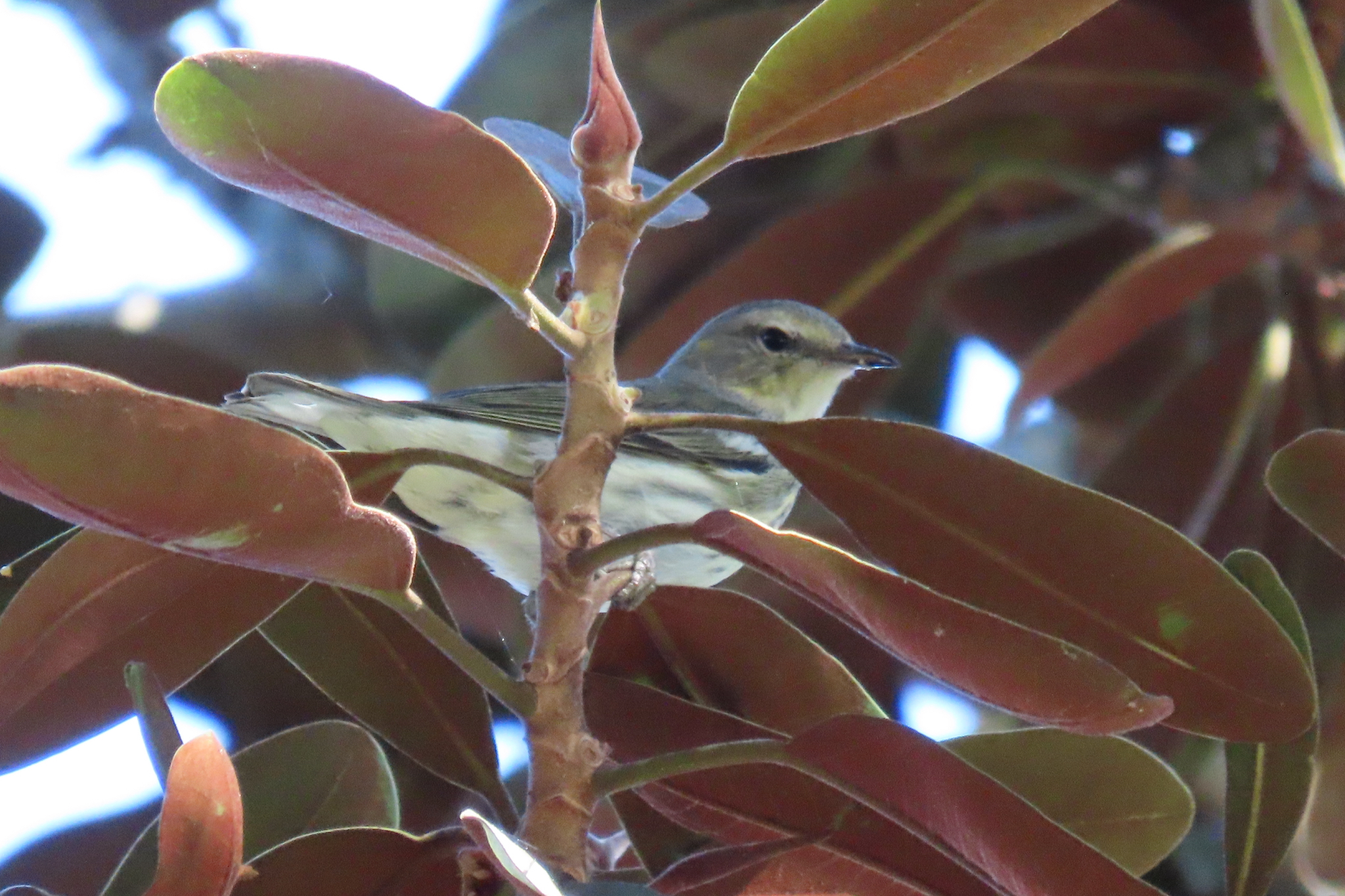 Cape May Warbler (Setophaga tigrina), photo 6