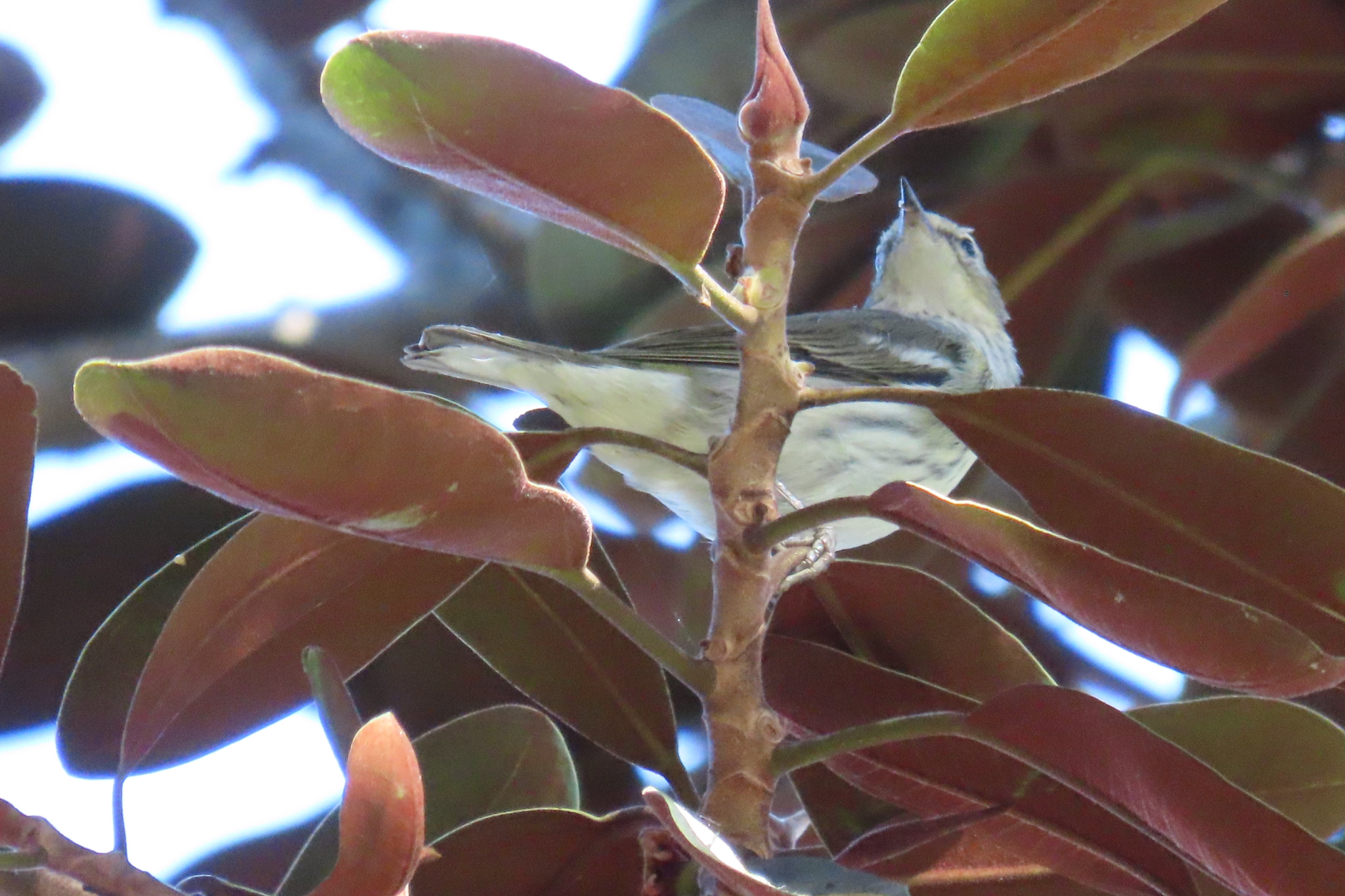 Cape May Warbler (Setophaga tigrina), photo 7