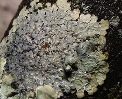 Crespoa crozalsiana