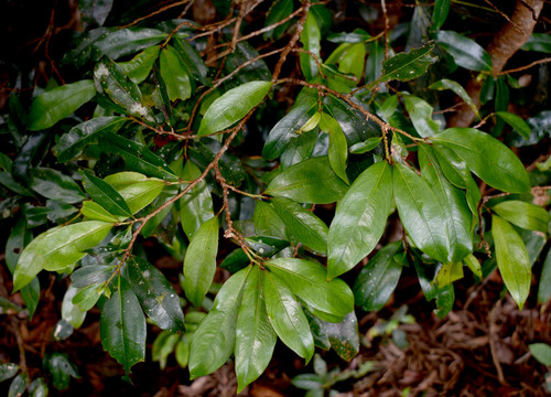 Brackenridgea nitida observed 2025-11-16