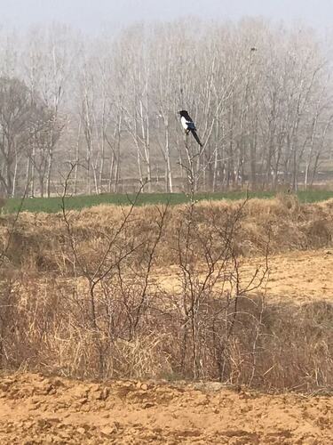 Oriental Magpie
