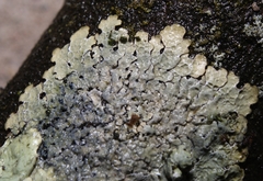Crespoa crozalsiana