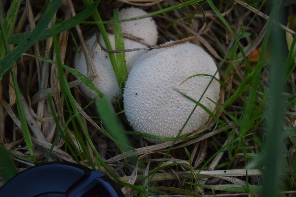 Lycoperdon pratense · January 2026 · photo: © davidwhyte (iNaturalist, cc-by-sa)