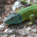 Iberian Emerald Lizard - Photo (c) Agustín Povedano, some rights reserved (CC BY-NC-SA)