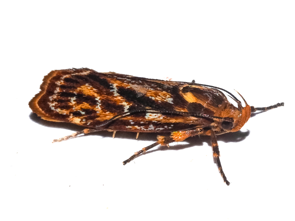 Hierodoris tygris