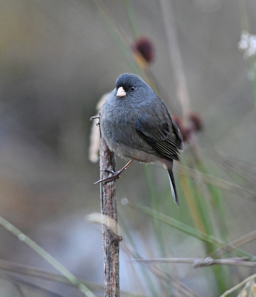 Paramo Seedeater (Catamenia homochroa) photo