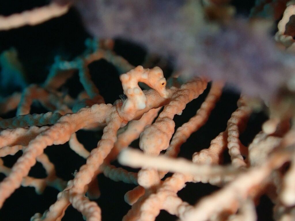Denise's pygmy seahorse (Hippocampus denise)