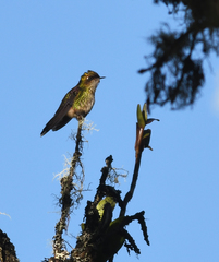 Ramphomicron microrhynchum