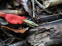 Tropidostethus angusticollis