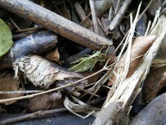 Tropidostethus angusticollis