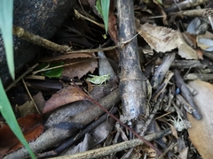 Tropidostethus angusticollis