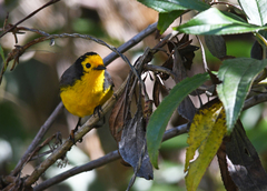 Myioborus ornatus
