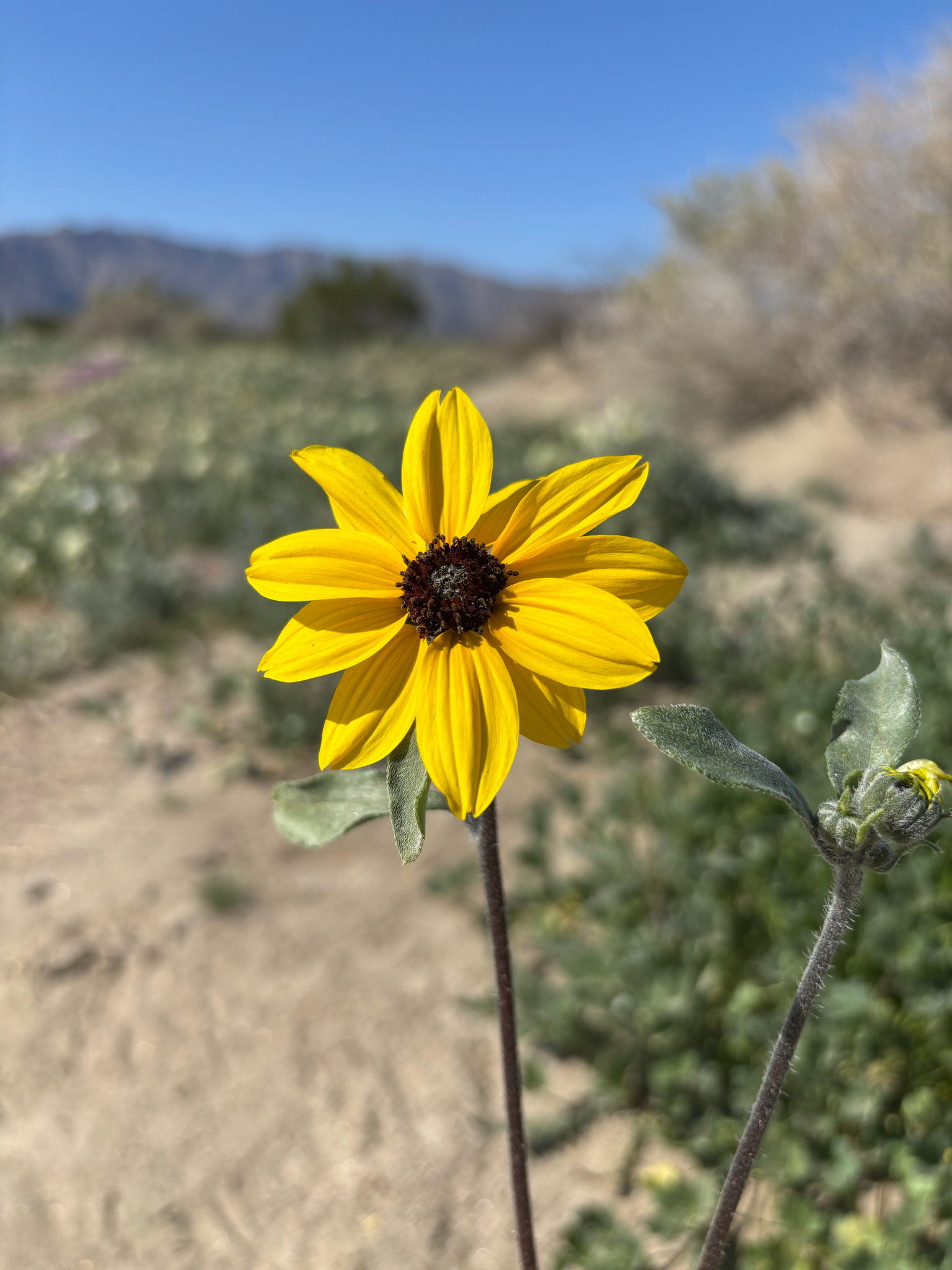 Prairie Sunflower (Helianthus petiolaris)