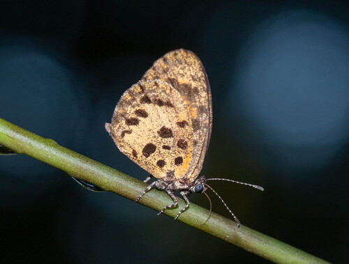 Mimeresia cellularis