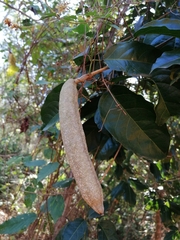 Adenocalymma inundatum