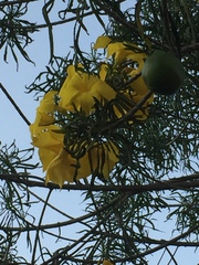 Cascabela thevetioides