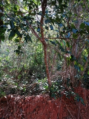 Adenocalymma inundatum