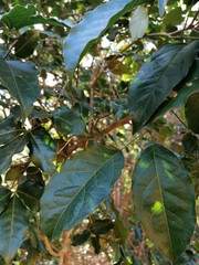 Adenocalymma inundatum