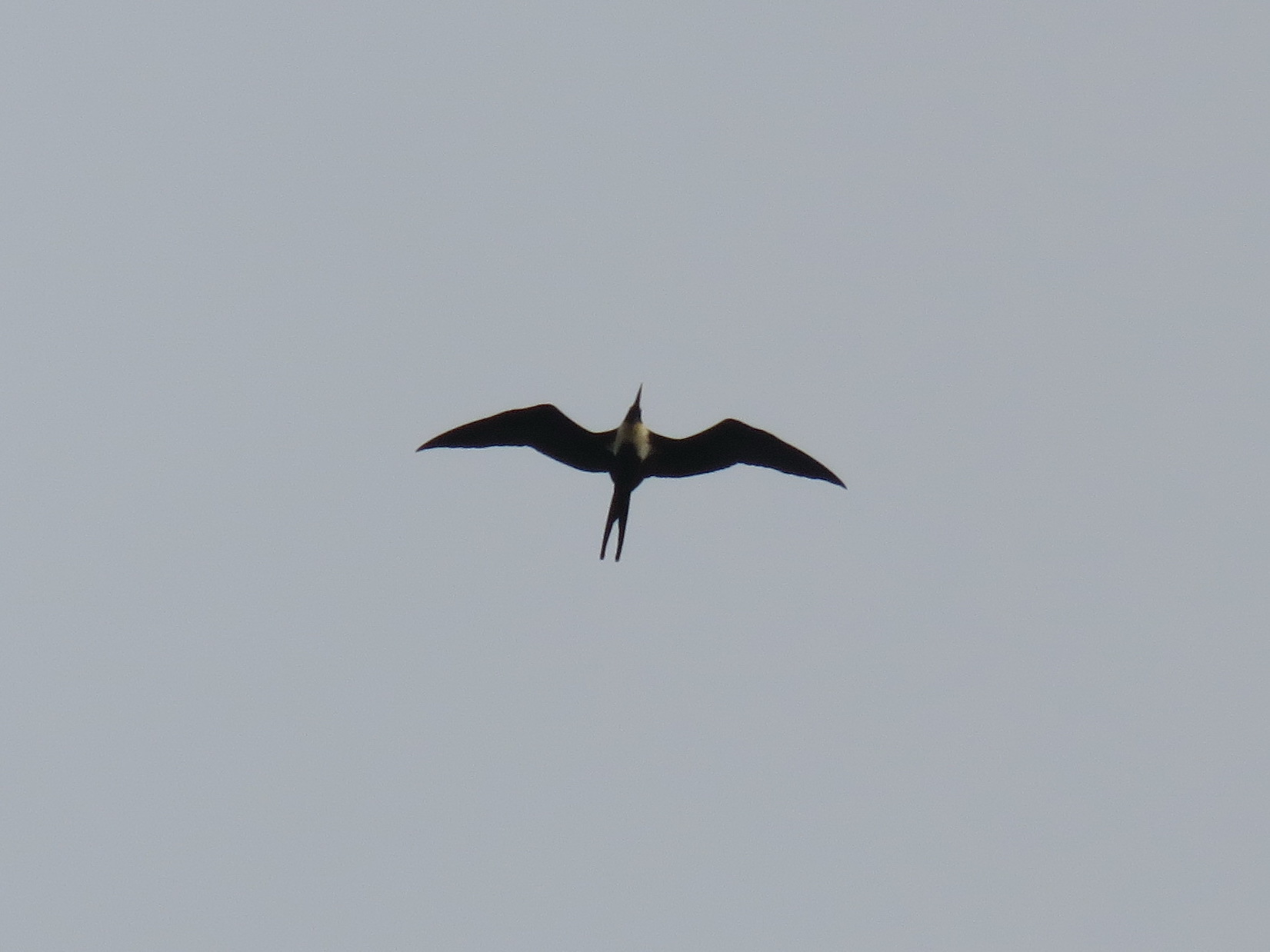 Great Frigatebird