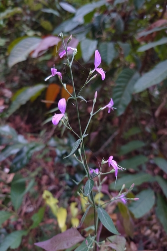 Hypoestes cumingiana
