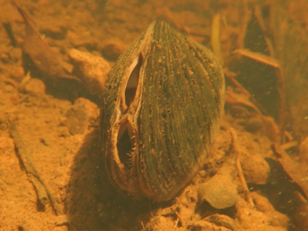 Angas's Freshwater Mussel