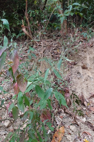 Hypoestes cumingiana, photograph 2