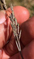 Eragrostis atrovirens