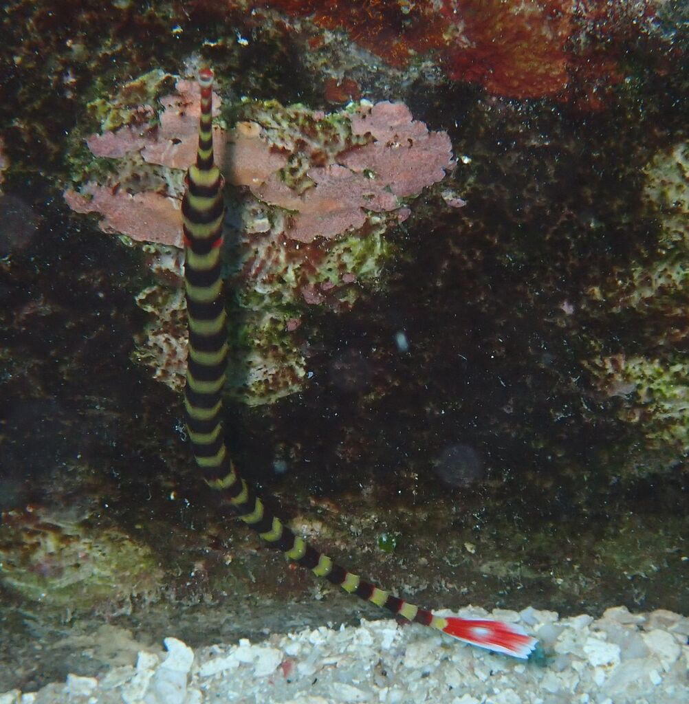 Banded Pipefish (Dunckerocampus dactyliophorus)