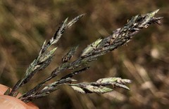 Eragrostis atrovirens