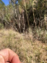 Eragrostis atrovirens