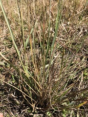 Eragrostis atrovirens