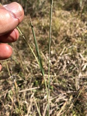 Eragrostis atrovirens