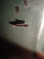 Erechthias chionodira