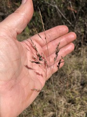 Eragrostis atrovirens